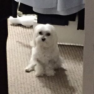 Meet your Posher, Bibiana